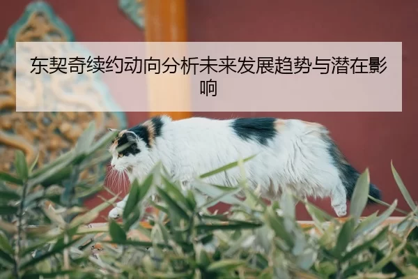 东契奇续约动向分析未来发展趋势与潜在影响